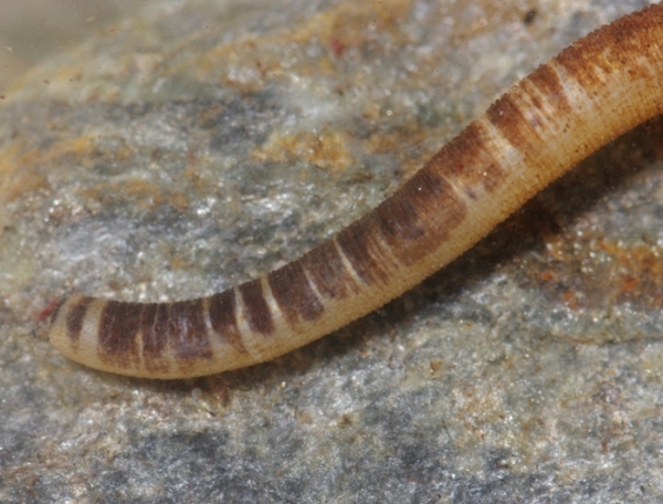 Phascolosoma stephensoni (Sipunculide)